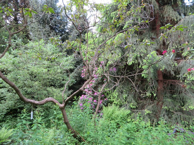 Rhododendron purpureum elegans